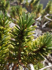 Pinus balfouriana