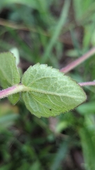 Stevia elatior