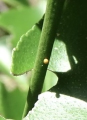 Heraclides cresphontes