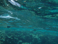 Atherinomorus lacunosus