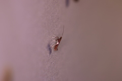 Caloptilia stigmatella