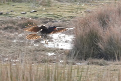 Daptrius megalopterus