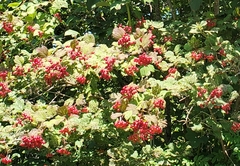 Viburnum opulus