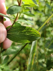 Hypericum maculatum maculatum