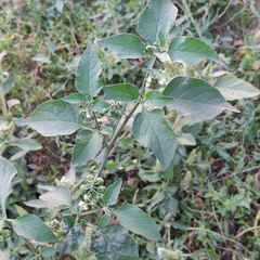 Solanum nigrum