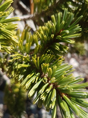 Pinus balfouriana