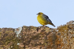 Sicalis uropygialis
