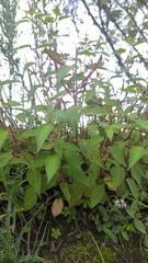 Acalypha