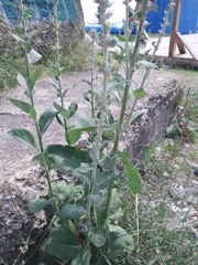 Verbascum gnaphalodes