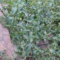 Solanum nigrum
