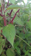 Acalypha