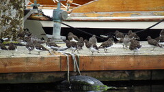Calidris virgata