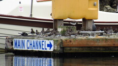 Arenaria melanocephala