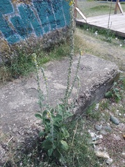 Verbascum gnaphalodes