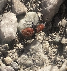 Dasymutilla vestita