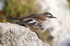 Cinclodes atacamensis