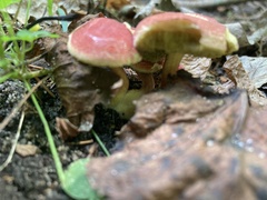 Hortiboletus