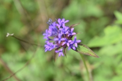 Crusea hispida