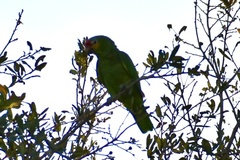 Amazona autumnalis autumnalis