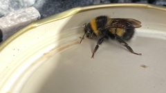 Bombus sporadicus