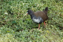 Pardirallus sanguinolentus