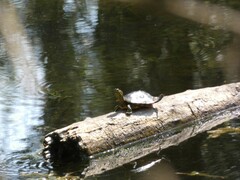 Trachemys scripta elegans