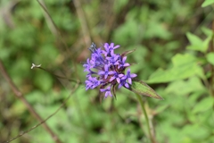 Crusea hispida