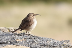 Upucerthia validirostris