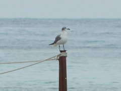 Leucophaeus atricilla megalopterus
