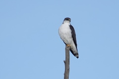 Geranoaetus polyosoma