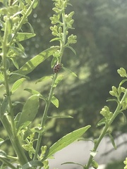 Coleomegilla maculata