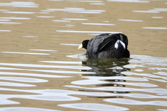 Fulica ardesiaca