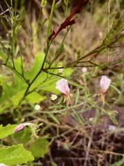 Oenothera tetraptera