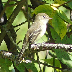 Empidonax minimus