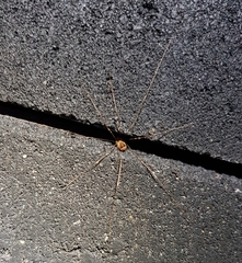 Leiobunum blackwalli