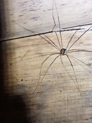 Leiobunum religiosum