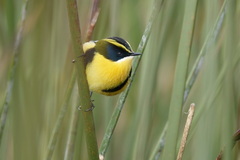 Tachuris rubrigastra