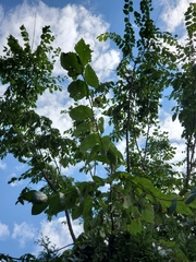 Populus grandidentata