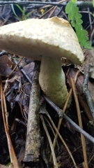 Gyroporus cyanescens