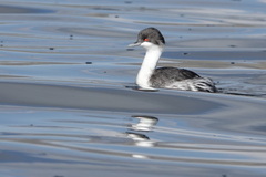 Podiceps taczanowskii