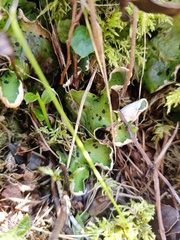 Peltigera aphthosa