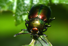 Chrysomelinae
