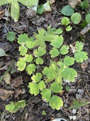 Thalictrum venulosum