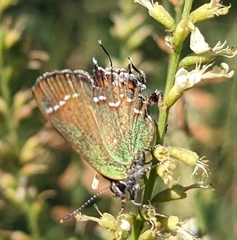 Callophrys gryneus