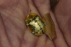 Aspidimorpha nigropunctata