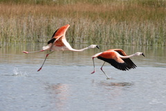 Phoenicopterus chilensis