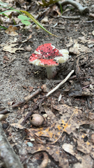 Russula