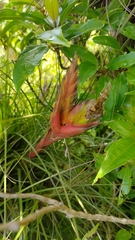Tillandsia punctulata