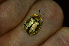 Aspidimorpha nigropunctata