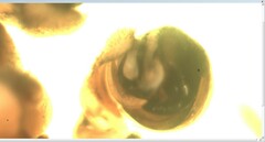 Araniella cucurbitina